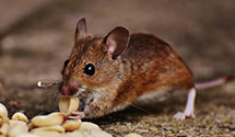24 Hour & Emergency Exterminators in Garland, TX
